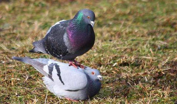 Как размножаются голуби - особенности процесса спаривания