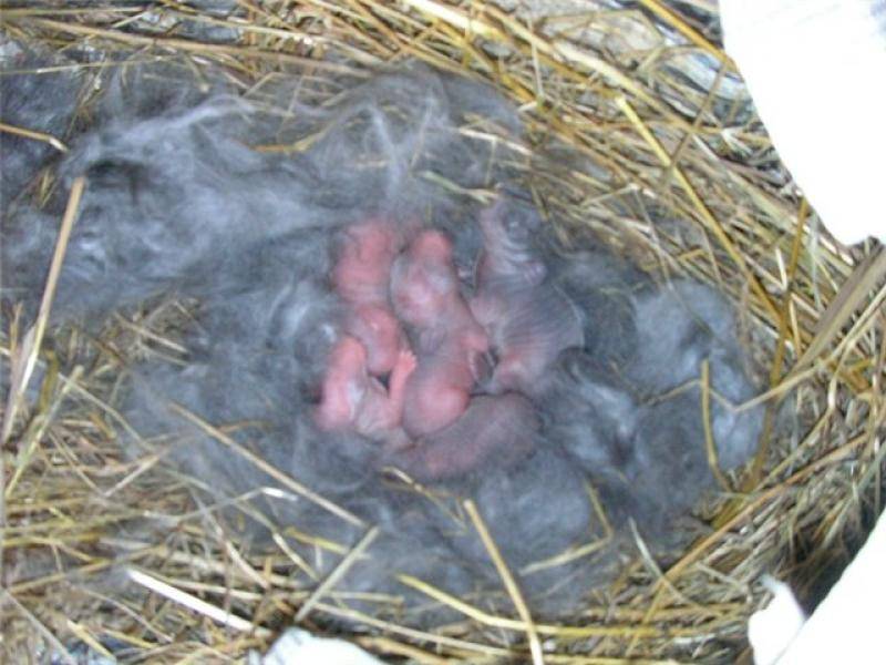 Как проходят роды крольчихи, поведение при беременности, правила ухода за самкой и потомством после окрола