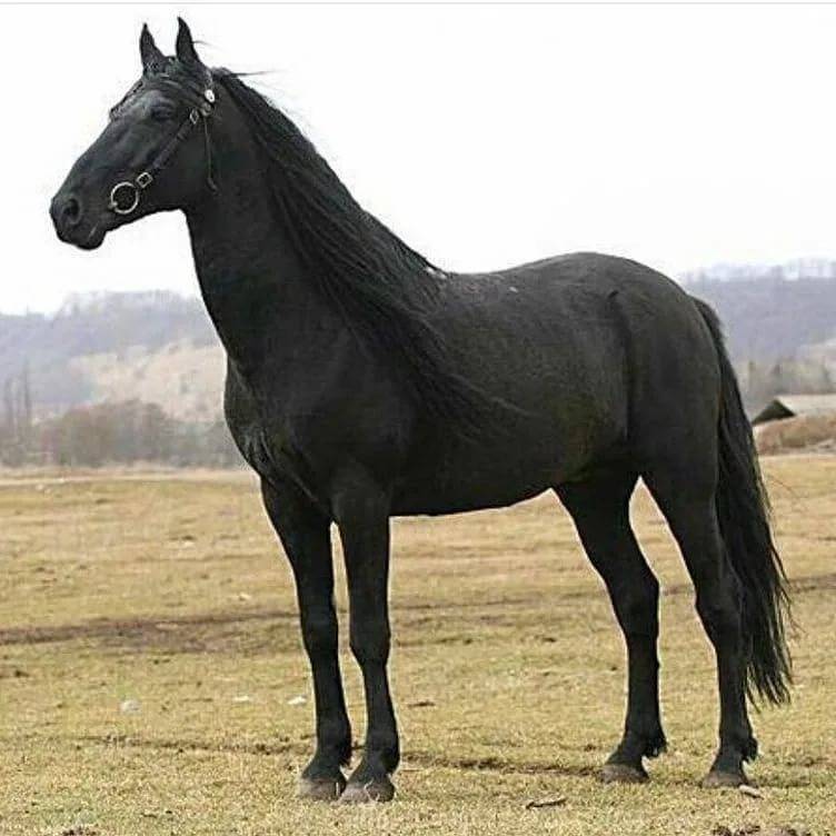Карачаевская порода лошадей: фото и описание