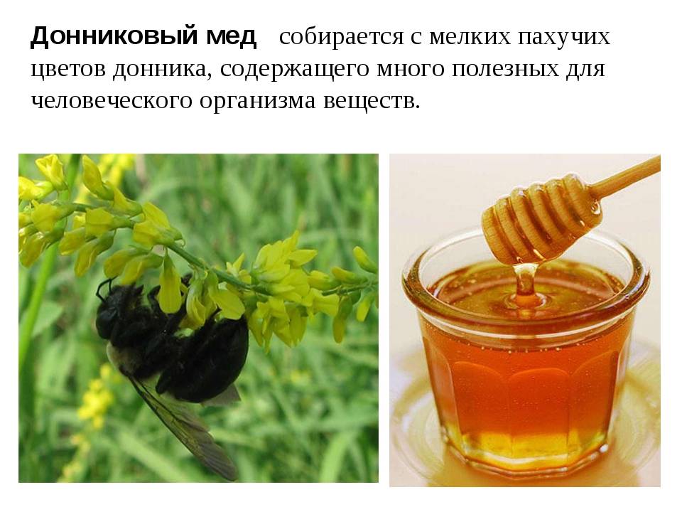 Донниковый мед: полезные свойства и противопоказания, как отличить от подделки