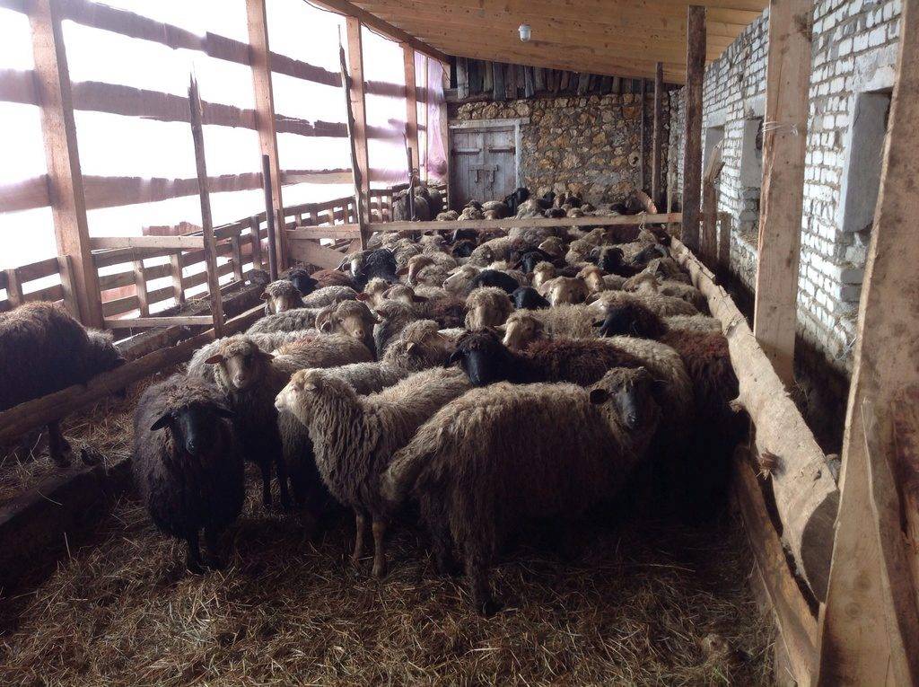 Овцеводство: особенности бизнеса, содержание овец, реализация продукции