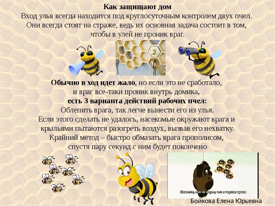 Пчелиная семья, как один организм. кто чем занимается в улье