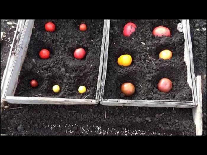 Выращивание самосева томатов и их подзимний посев - мои отзывы | сайт о саде, даче и комнатных растениях.