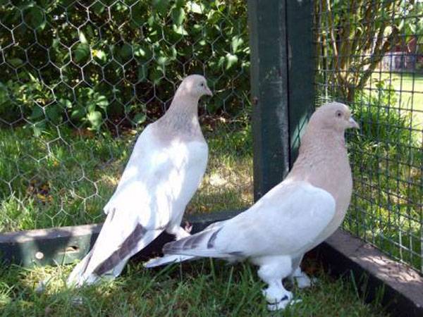 Бойные голуби: описание с фотографиями и названиями, полет и уход