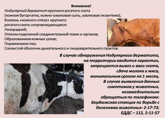 Нервные заболевания скота — скотоводство. крупный рогатый скот -> крупный рогатый скот -> болезни крупного рогатого скота -> внутренние незаразные болезни