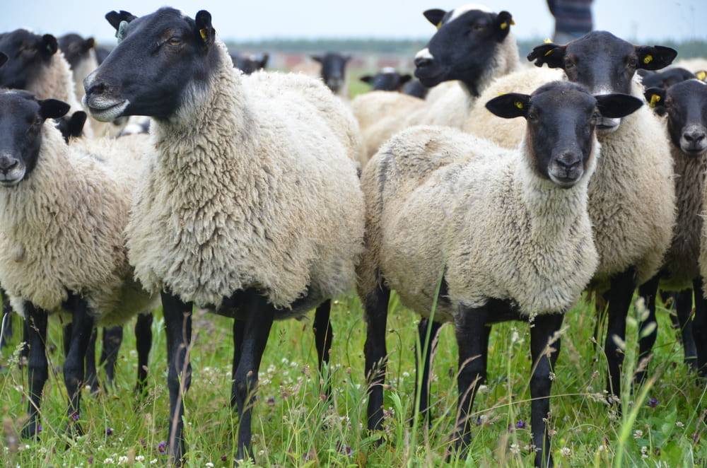 Овцы романовской породы: размножение и содержание. отзывы о романовской породе овец :: syl.ru