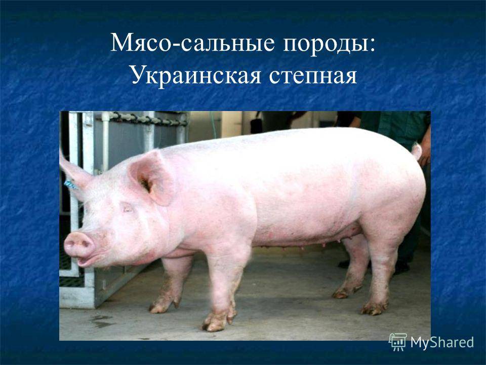 Направление пород свиней. Породы свиней мясные беконные и. Мясо сальные породы свиней. Мясо сальные породы поросят. Мясомальные породы свиней.