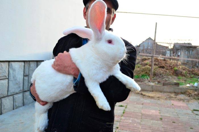 Кролики породы белый великан: характеристика и особенности разведения альбиносов