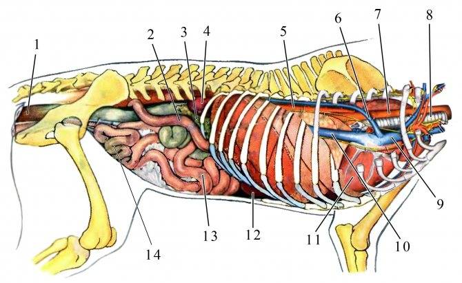 Особенности анатомического строения животных различных видов