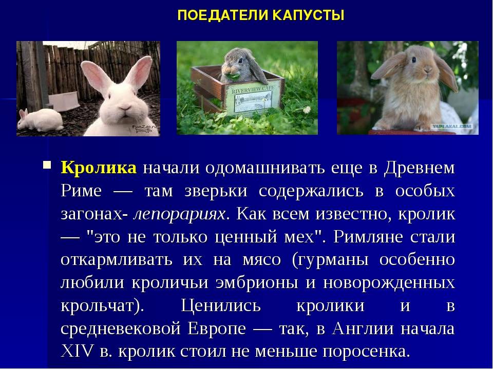 Правила приручения и дрессировки декоративного кролика