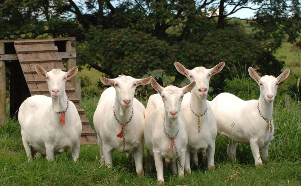 Зааненская порода коз: раскрываем вопрос
