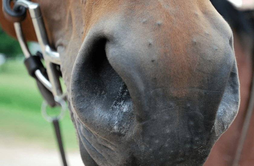 Чем опасны болезни лошадей  и  как с ними бороться?