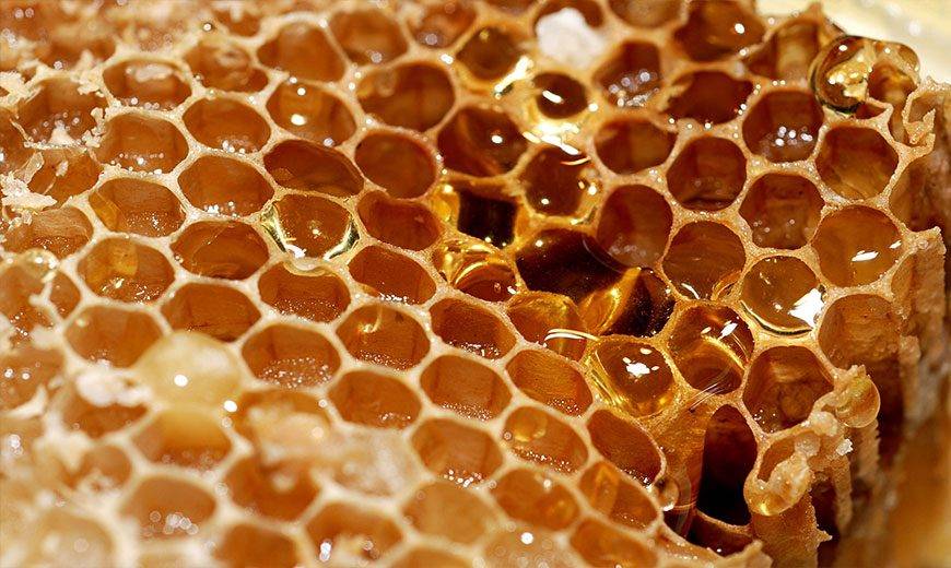Польза и лечебные свойства меда в сотах