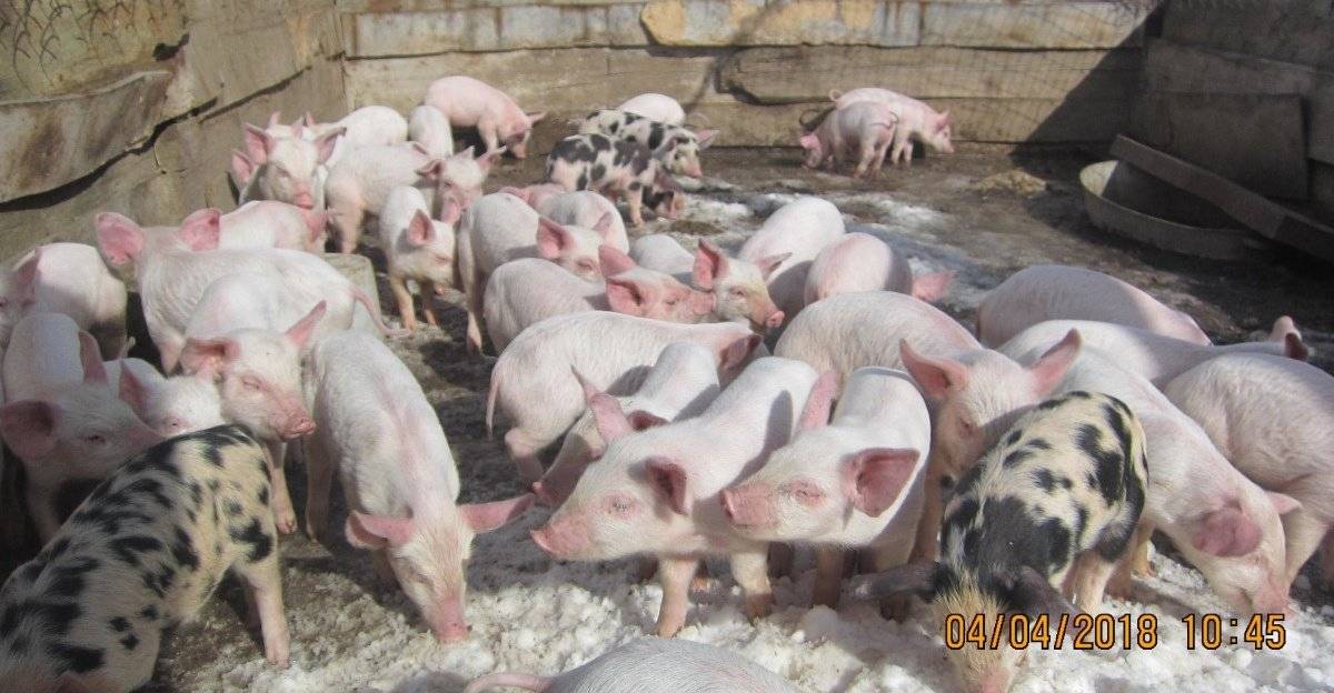 Свиноферма – выращиваем породу ландрас