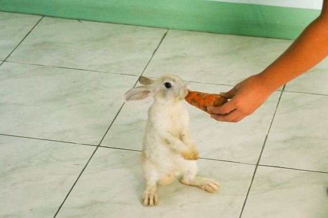 Язык тела и поведения кроликов | кролик дома