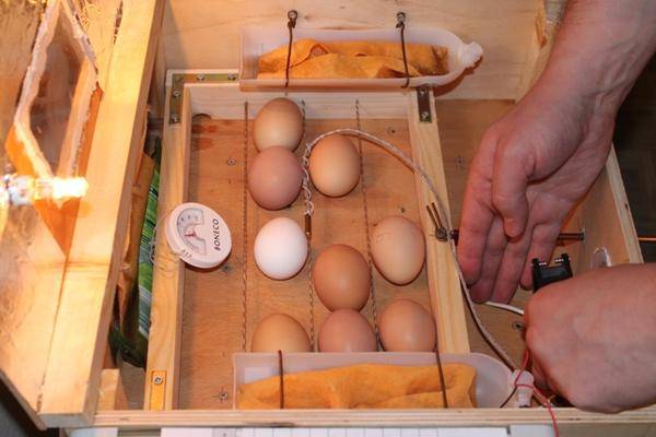 Какой срок инкубации куриных яиц?