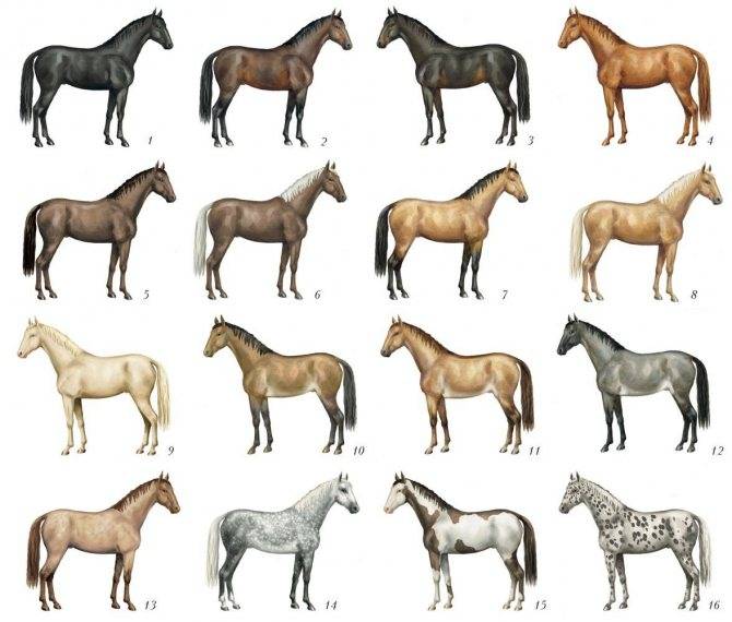 Все о чалом окрасе лошадей: какой масти, разновидности, особенности расцветок и зонирования коней