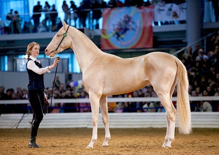 Породы самых знаменитых и красивых лошадей россии