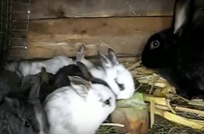 Можно ли давать кроликам ячмень и каким зерном можно кормить?