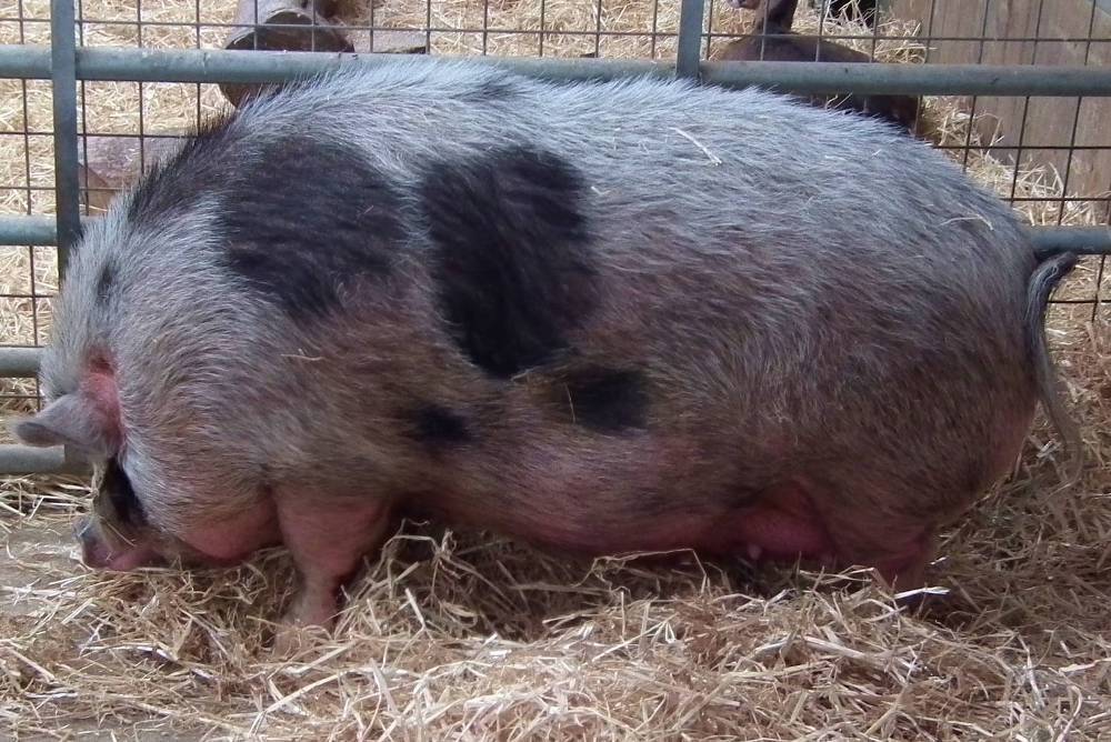 Какой кабан самый большой в мире: американская дикая свинья, убитый гигантский секач, вепрь современности