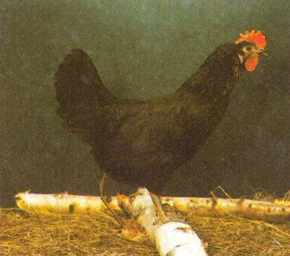 Московская чёрная порода кур: описание