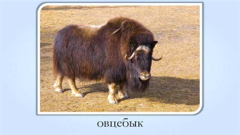 ᐉ мускусный бык (овцебык) и его характеристика - zooon.ru