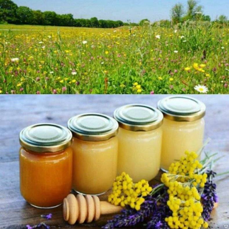 Полезные и лечебные свойства цветочного меда, противопоказания