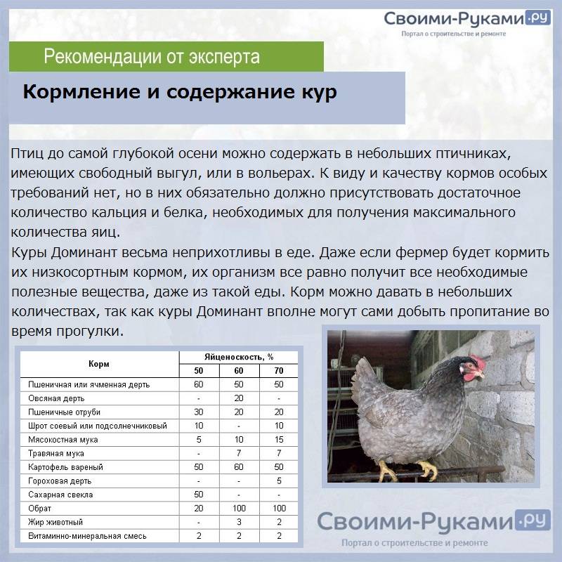 Продолжительности жизни курицы несушки: от чего зависит, и как ее увеличить?