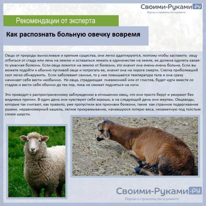 Овцы романовской породы: история появления, достоинства, недостатки, разведение и кормление