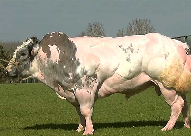 Бельгийская голубая корова, порода быков с фото и видео