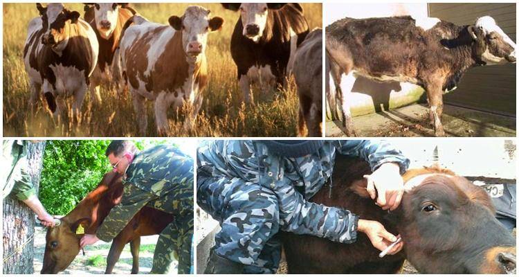 Лейкоз у коров: что это такое, симптомы и лечение, чем опасен для человека?