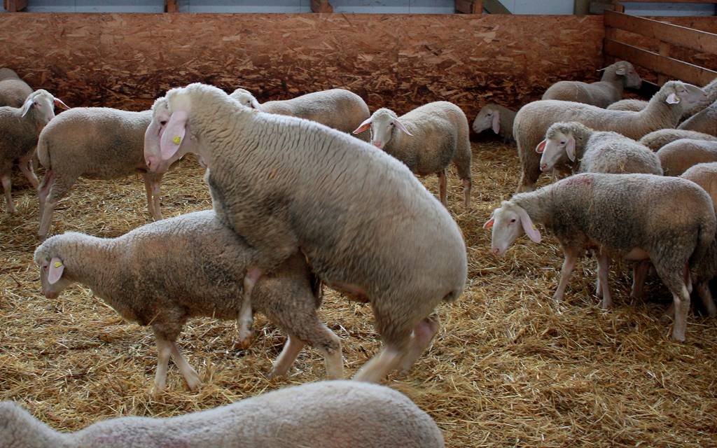 Гиссарская порода овец как перспектива развития прибыльного бизнеса