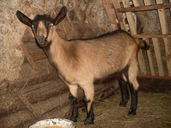 Чешские козы – бурая короткошерстная порода коз 2021