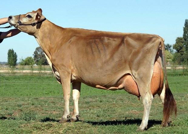 Джерсейская порода коров: особенности крс и специфика его содержания