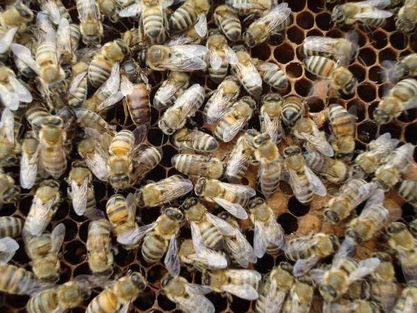 Пчелы породы карника. описание, фото и отзывы