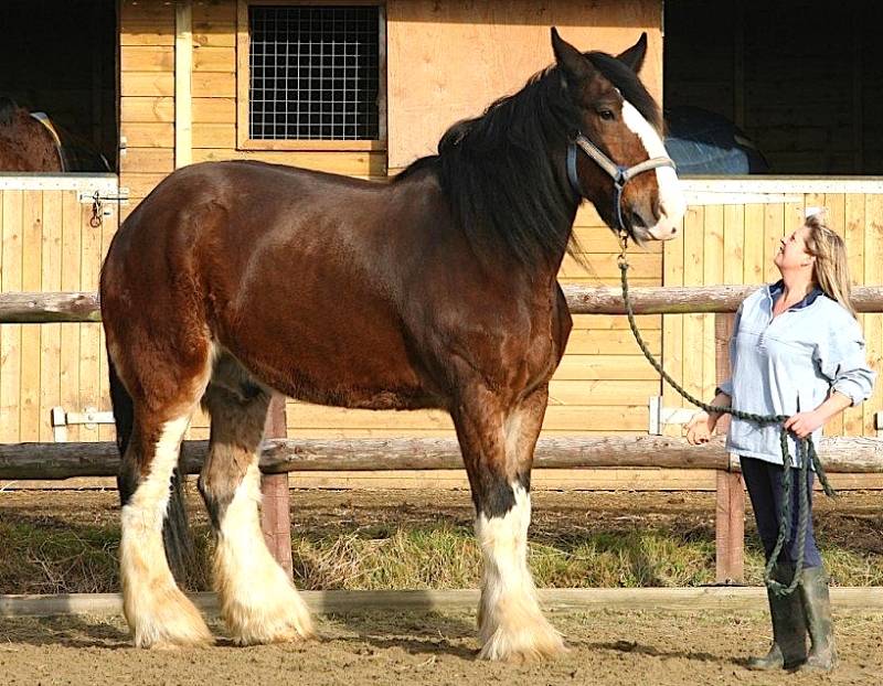 Самые большие лошади в мире! топ 10.