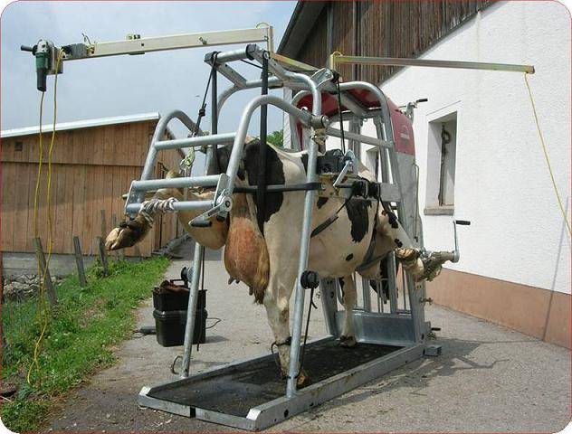 Доильный аппарат для коз: разновидности, плюсы и минусы и как сделать самому