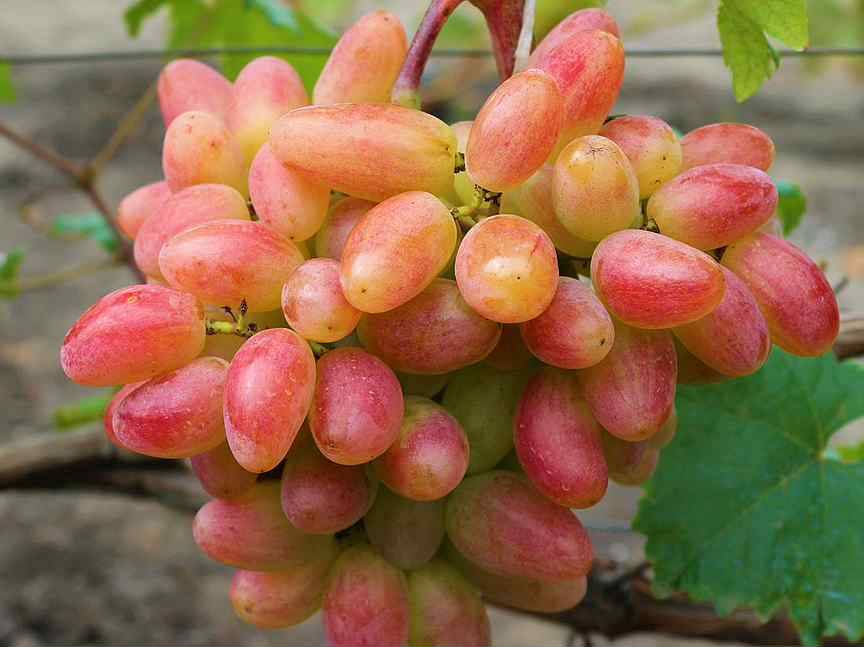 Виноград «преображение»: описание сорта и секреты выращивания