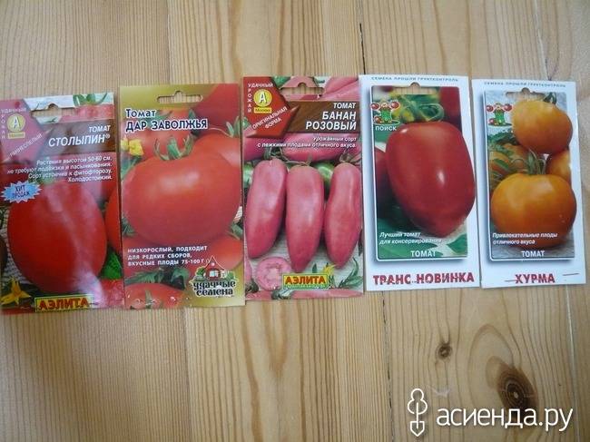 Отзывы тех, кто сажал томат столыпин, описание (фото) и выращивание