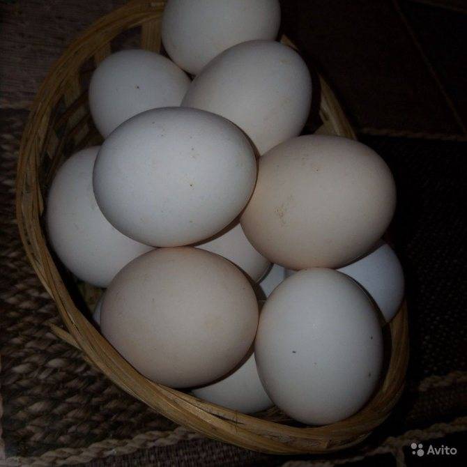 О породе кур синь синь дянь: описание и характеристика, какие яйца несут