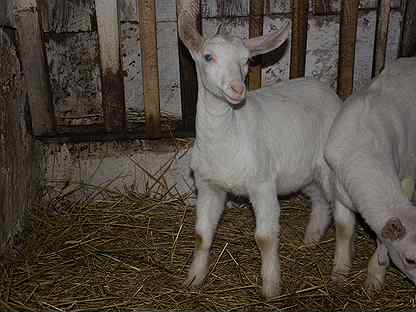 Зааненские козы: описание или характеристика породы дойных коз и ее содержание, сколько дает молока и отзывы заводчиков об этом