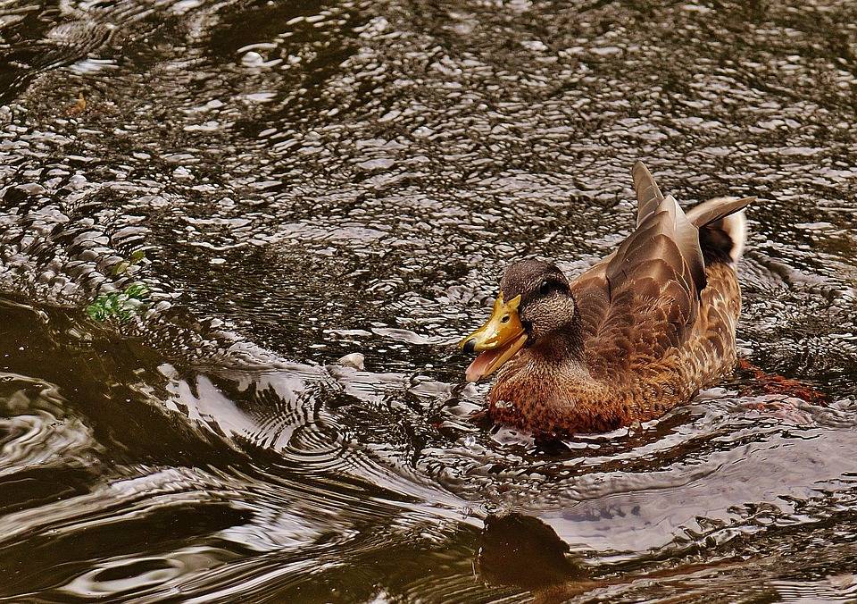Почему утки плавают по воде и что помогает им не намокать, особенности птиц