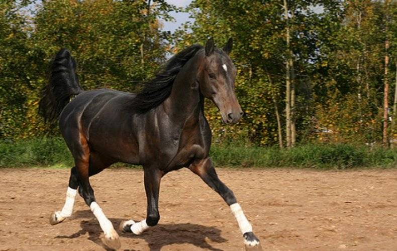 Порода лошадей русский рысак: описание
