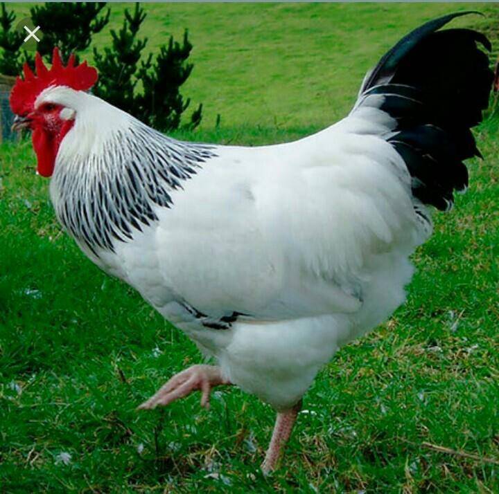 Адлерская серебристая порода кур
