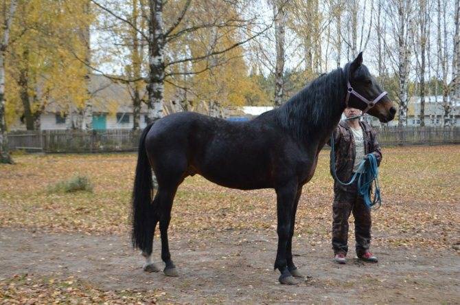 ᐉ рысистые породы лошадей: характеристика, описание - zooon.ru