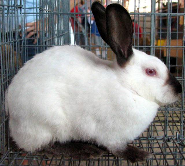 Калифорнийский кролик: описание породы, содержание, характеристика