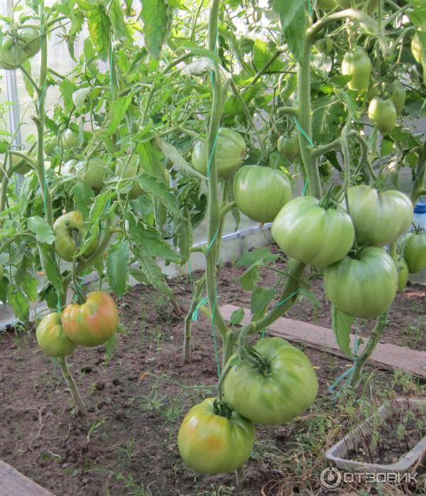 Батяня - томат: характеристика, описание сорта, урожайность, посадка и уход