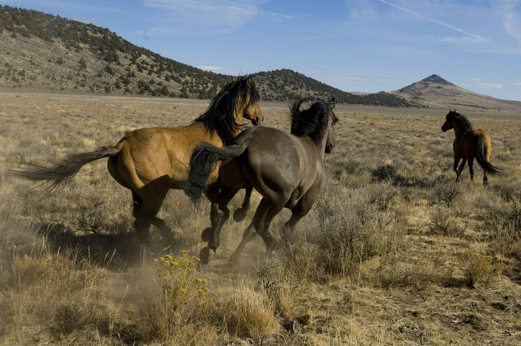 Мустанги — свободные лошади диких прерий