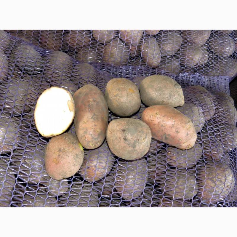 Картошка импала: описание сорта, достоинства, фото и отзывы