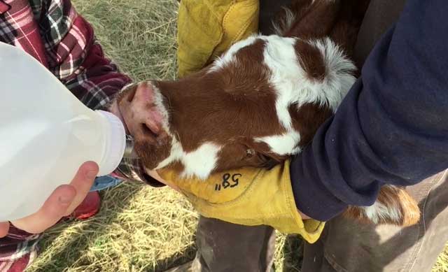 Диспепсия коров - болезни коров